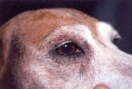 Alteracion Cutánea en la Piel de un perro, de donde se puede aislar Staphylococcus