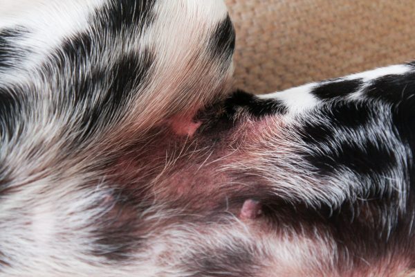 Dermatitis Atópica (DAC) en la zona abdominal/inguinal del perro