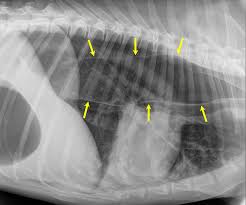 Imagen por radiografía de un Megaesófago en perro