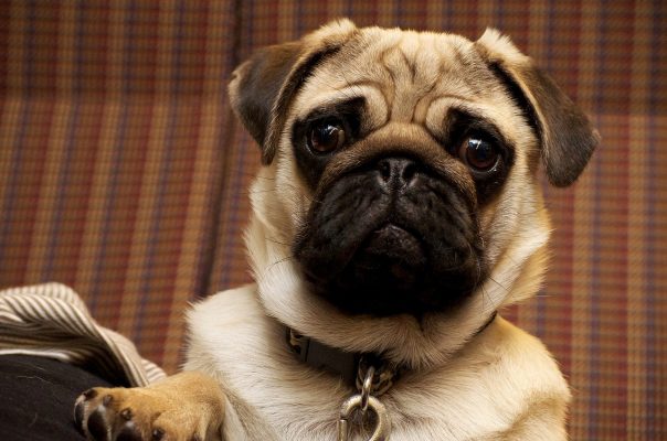 Conjuntivitis en perros, síntomas y tratamiento:  🧡 cuanto dura?