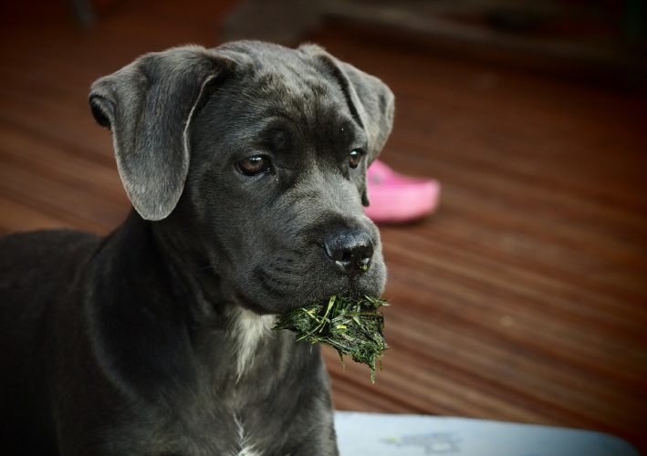perro comiendo hierba