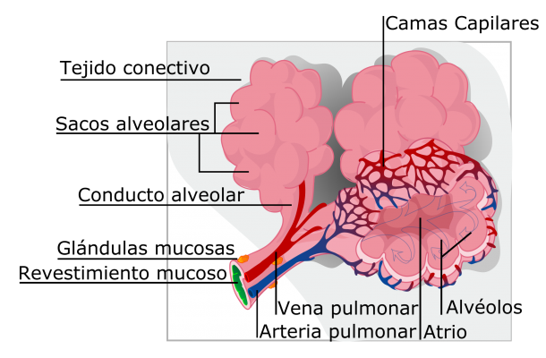 Sacos alveolares del Pulmón de un Perro donde converge el aire del exterior y los capilares sanguíneos para efectuar el intercambio gaseoso