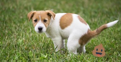 causas de diarrea amarilla en perros