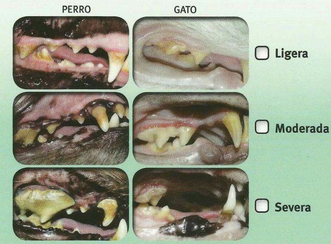 enfermedad periodontal en perro y gato