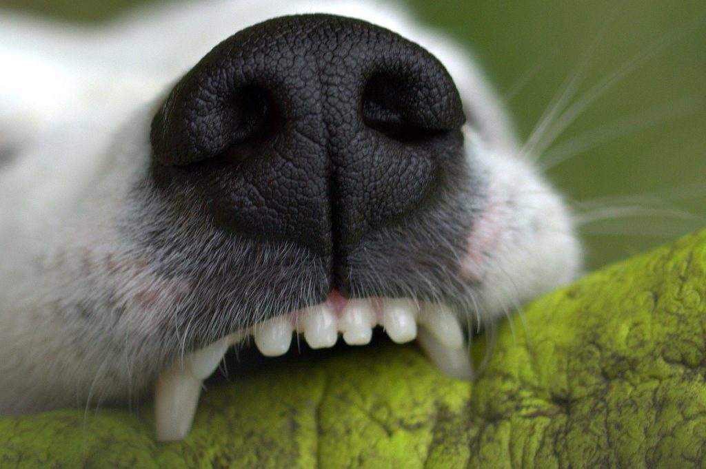 enfermedad periodontal en perros