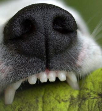 enfermedad periodontal en perros