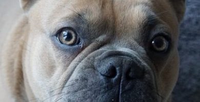 enfermedades de la cornea en perros