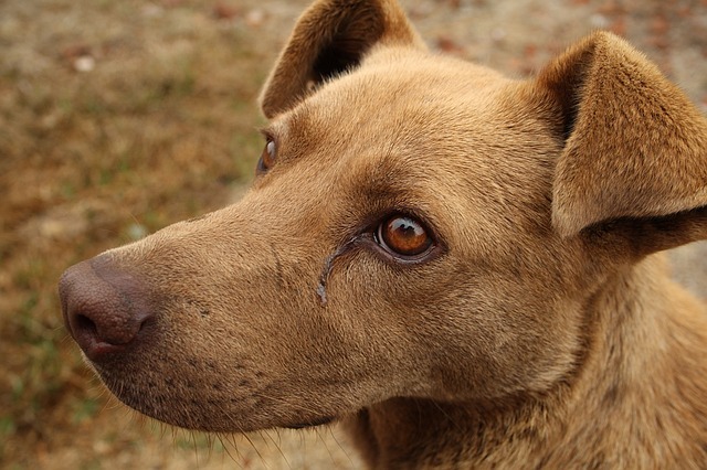 Enfermedades respiratorias pulmonares en perros: 🧡  y caninos