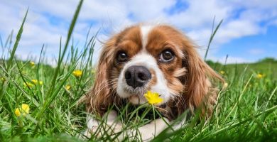 insuficiencia renal crónica en perros
