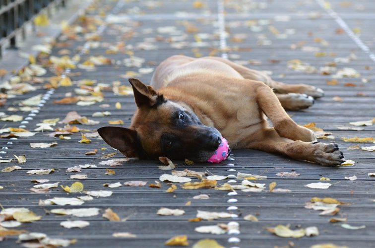 Megaesófago congénito en perros: 🧡 tratamiento silla de Bailey