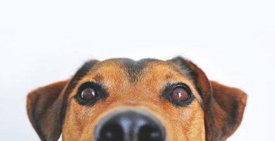 sarna en perros sintomas y tratamiento farmacológico