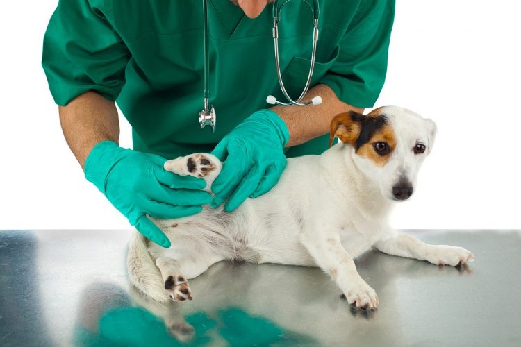 Enfermedades de la piel en perros - 🧡, tipos, fotos, imágenes