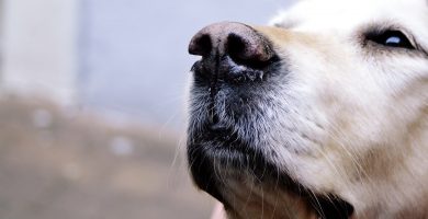Leishmaniasis en perros síntomas