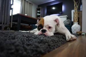 sarna en perros síntomas y tratamiento