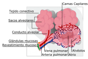 alveolos pulmonares del perro
