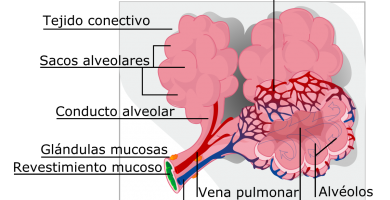 alveolos pulmonares del perro