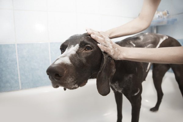 perro en ducha