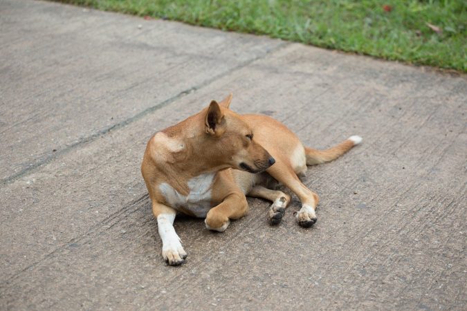 Ataxia cerebelosa en perros -🧡, que es, síntomas, tratamiento
