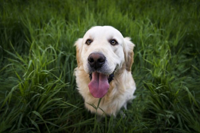 Taquipnea y Disnea (frecuencia respiratoria normal en perros) 🧡